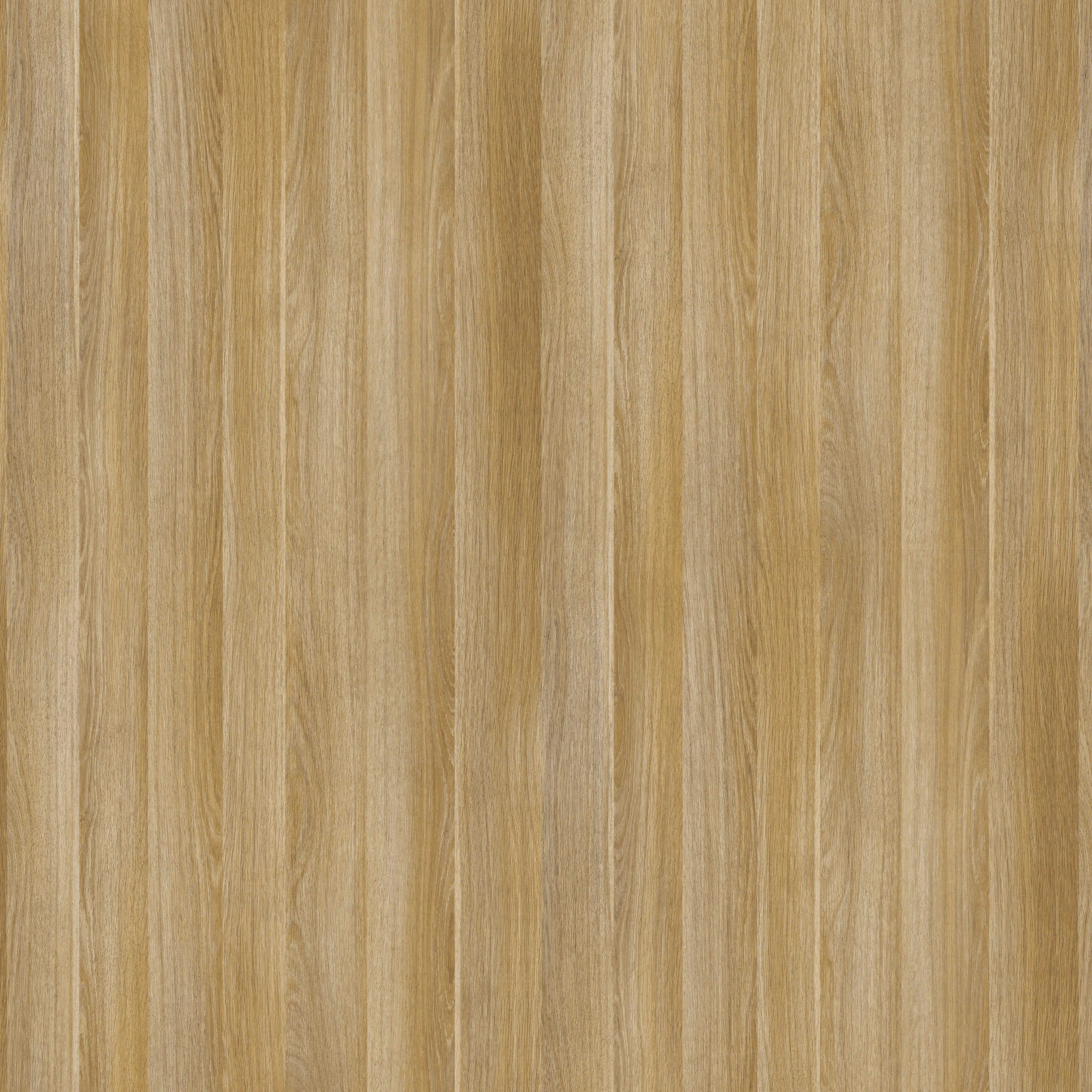 STD14_dab_amerykanski_american_oak_amerikanische_eiche